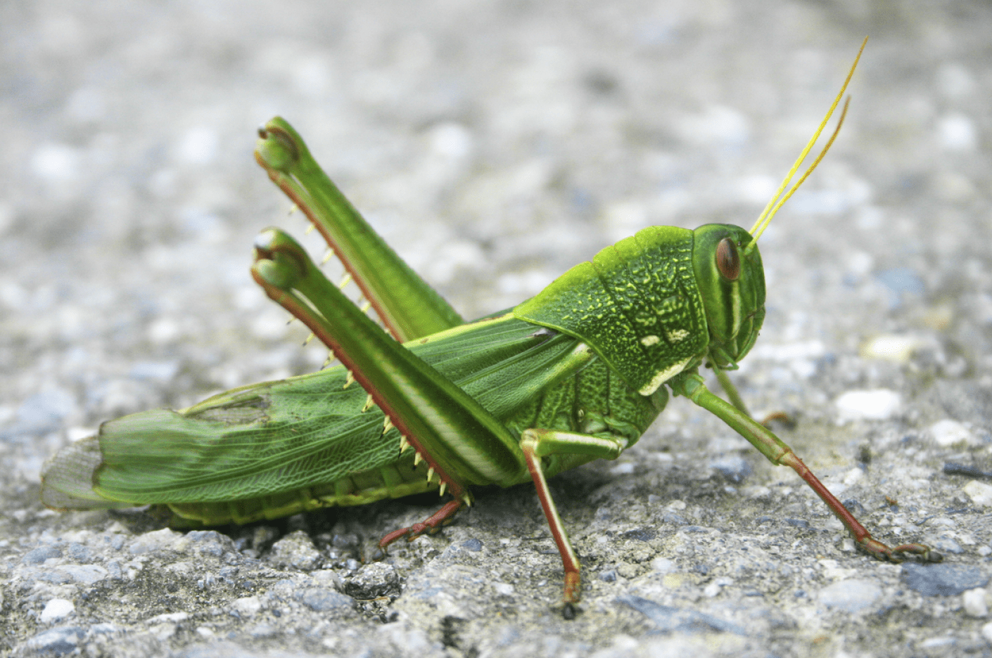 ZPGA March 2024 grasshopper newsletter