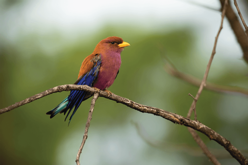 Broad bill roller january 2025 ZPGA newsletter