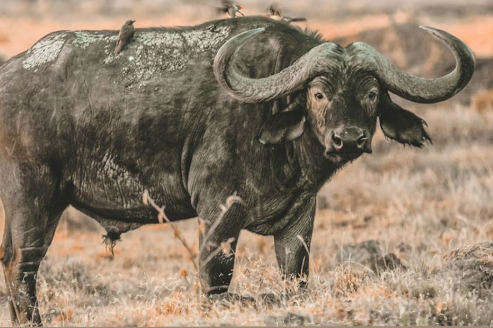 Buffalo ZPGA Safari dinner