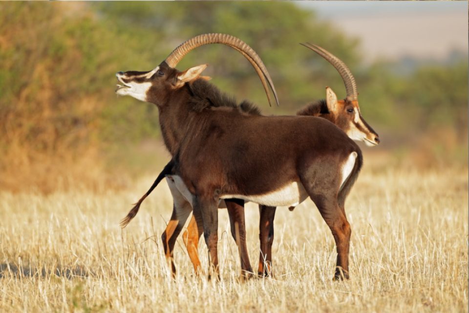 ZPGA Sable antelope