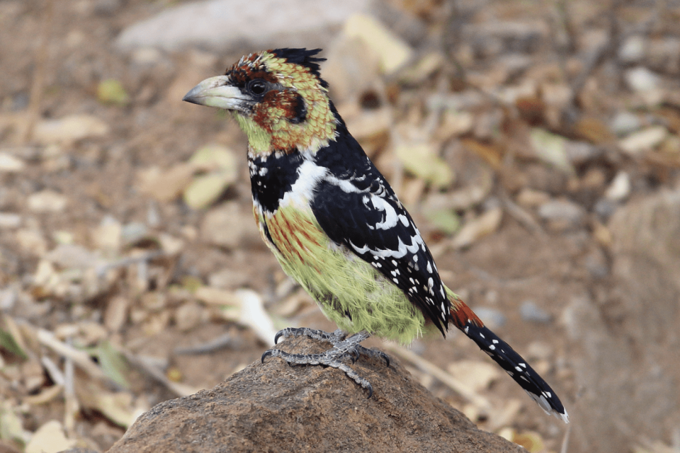 ZPGA barbet