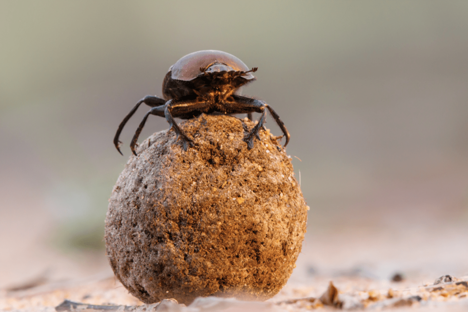 ZPGA march dung beetle