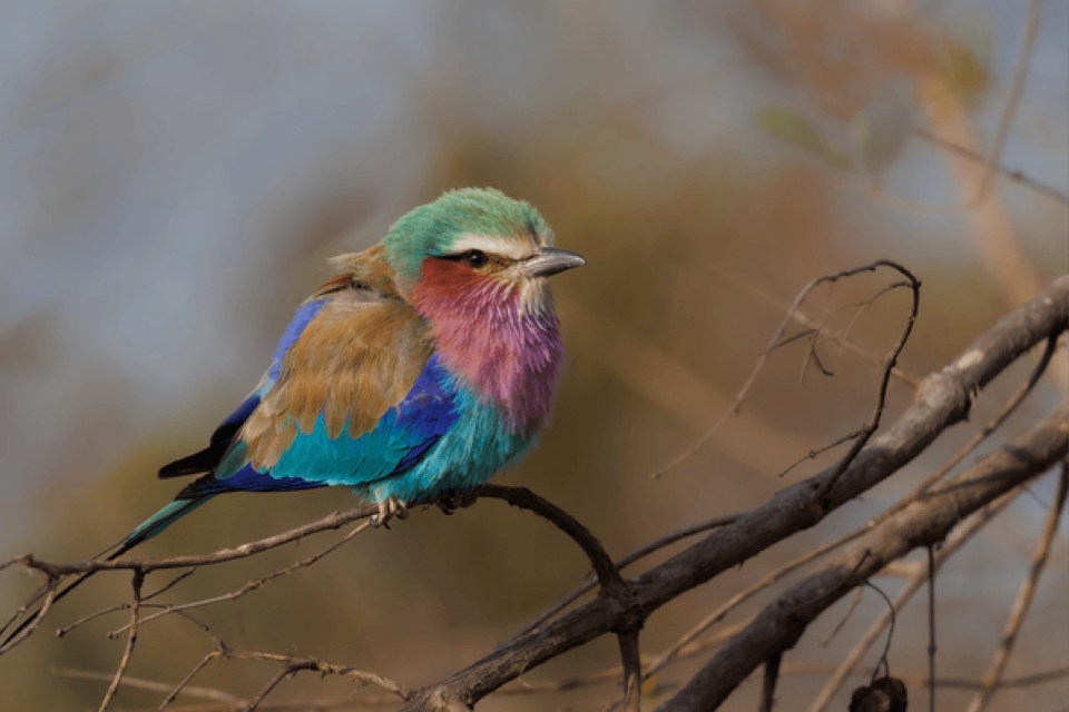 ZPGA newsletter July 2024 roller