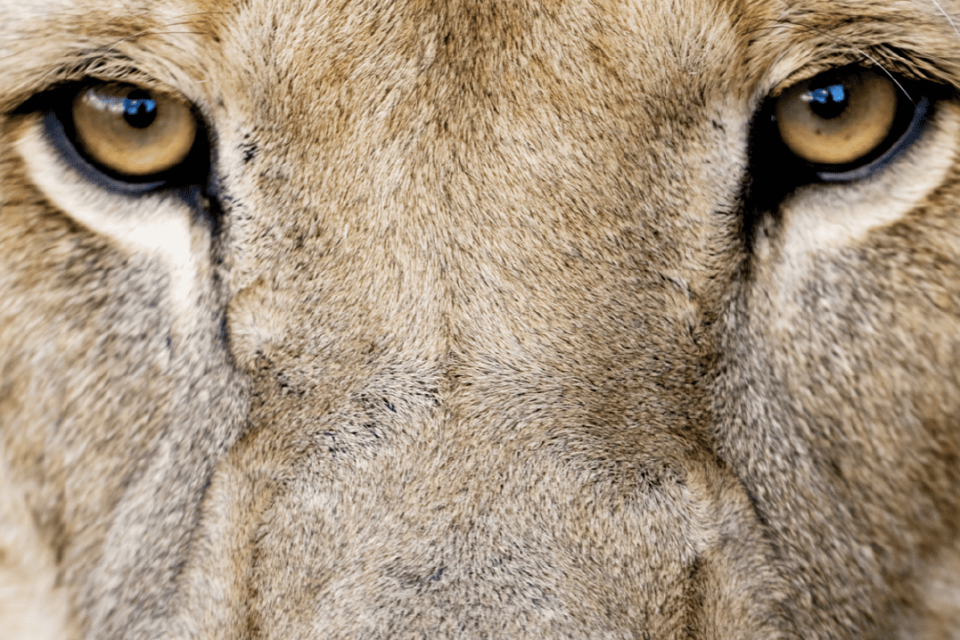 ZPGA october lion newsletter