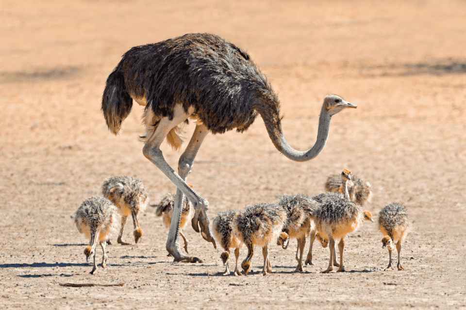 ZPGA ostrich June 2024 newsletter