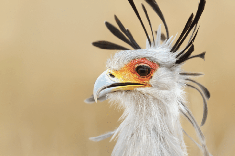 ZPGA secretary bird